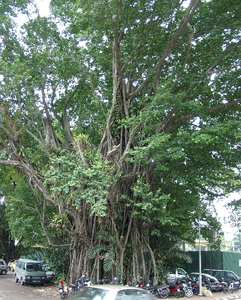 Kuala Lumpur, R/Malaysia/Album2KL/Bild2-1.htmlsiger Urwaldbaum mitten in der Stadt